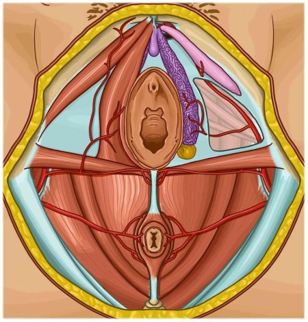 Промежность женская