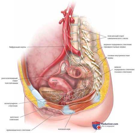 Органы малого таза женщины