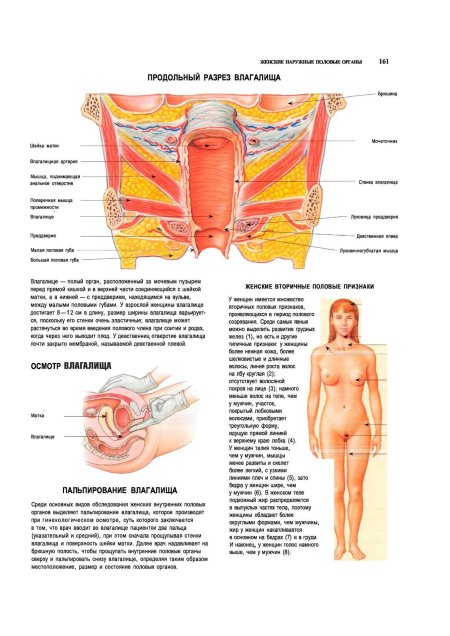 Анатомические структуры влагалища в разрезе