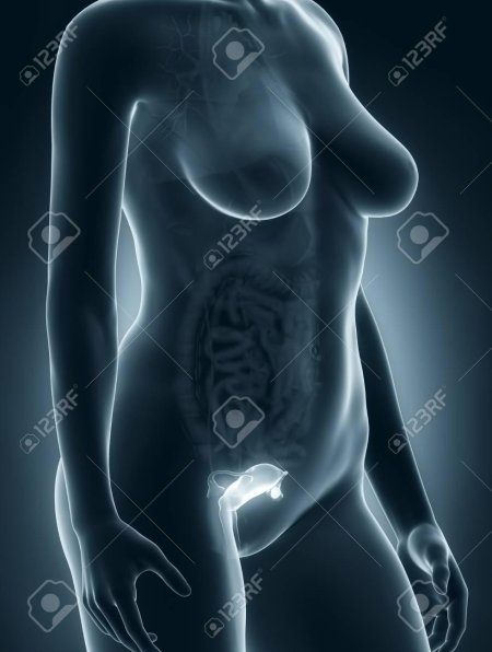 Пищеварительной системы