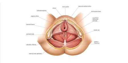 Красивые половые органы