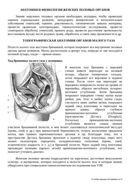 Сагиттальный разрез малого таза