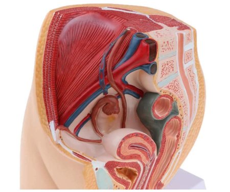 Анатомические модель таза