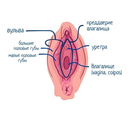 Самые большие половые губы