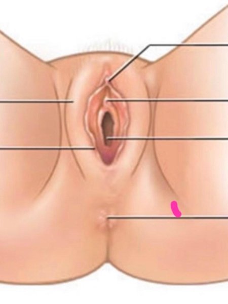 Расположение уретры у женщин