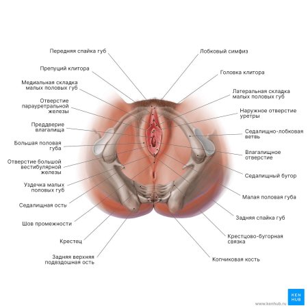 Строение наружных женских органов
