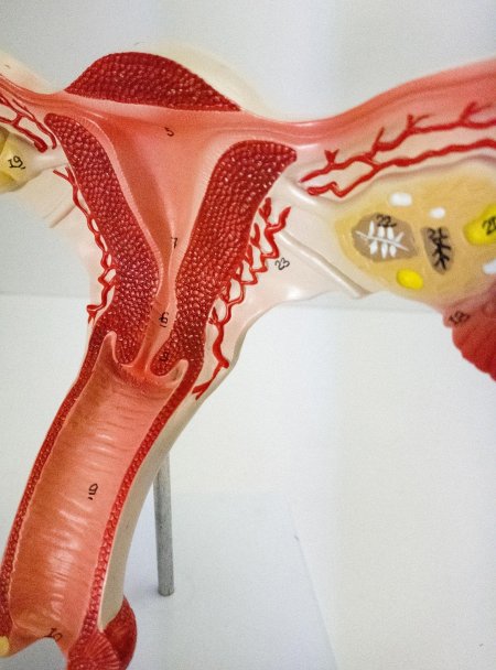 Женская матка