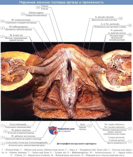 Строение женских половых органов наружных