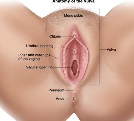 Половой орган во влагалище