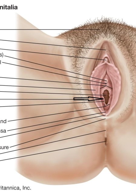 Строение женской письки