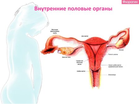 Строение наружных и внутренних женских половых органов