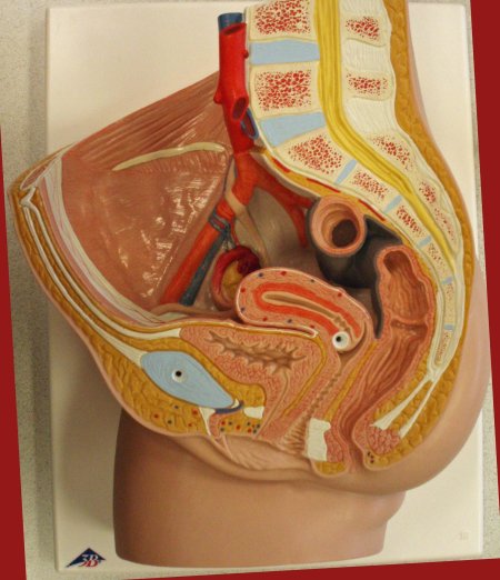 Женские половые органы в разрезе