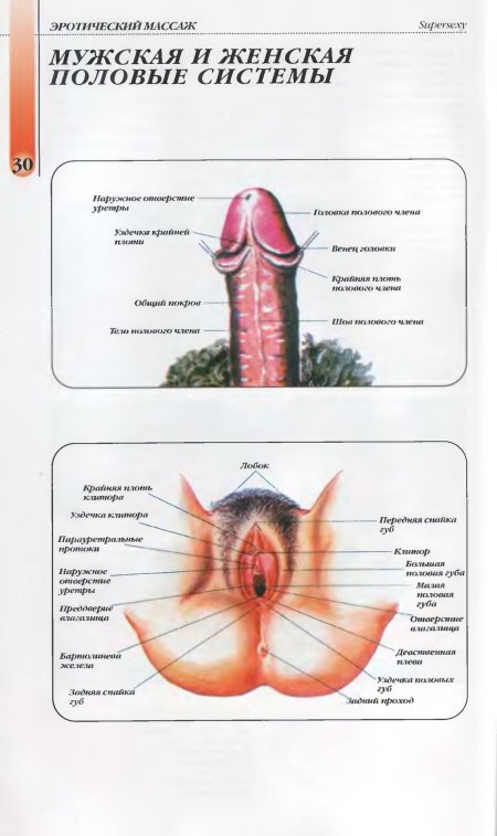 Женские и мужские половые органы