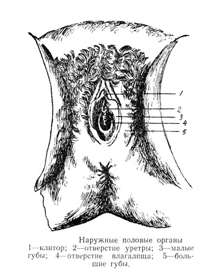 Наружные половые органы
