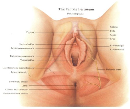 Superficial transverse perineal muscle