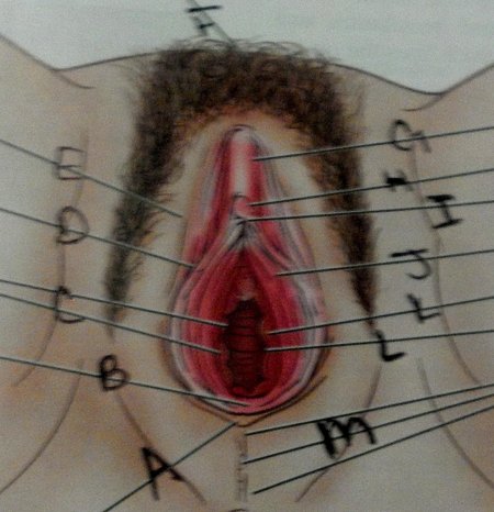 Киска порно