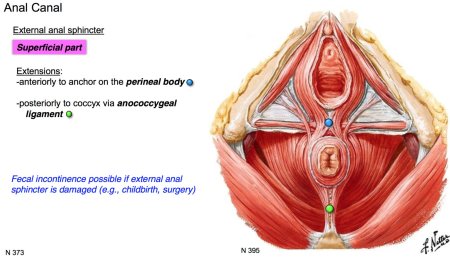 Superficial transverse perineal muscle