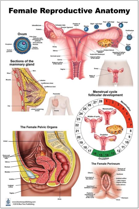 Menstrual cycle
