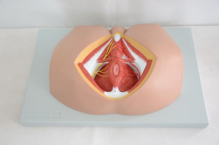 Фантом промежности женской