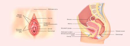 Мочеиспускательный канал женский