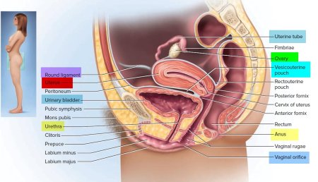 Женские органы в разрезе