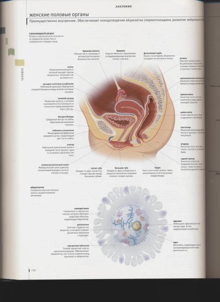 Строение женских внутренних органов
