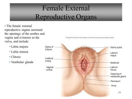 The female reproductive organs
