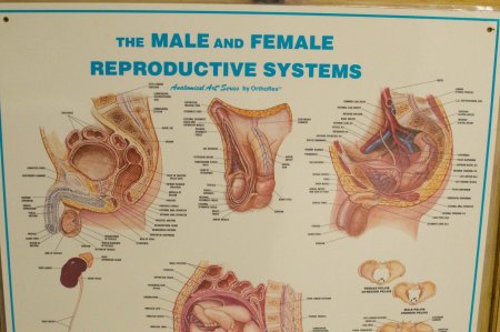 Male female reproductive system