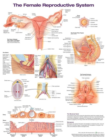 Female reproductive system anatomy