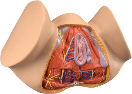 Анатомия вагина