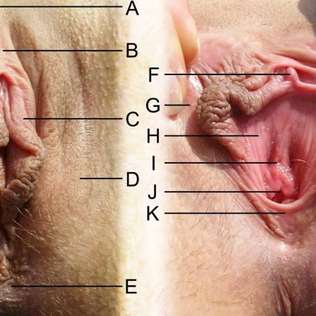 Виды половых органов женщин