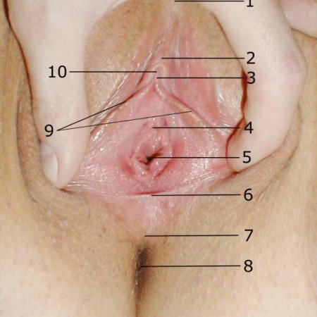 Расположение клитора у женщин