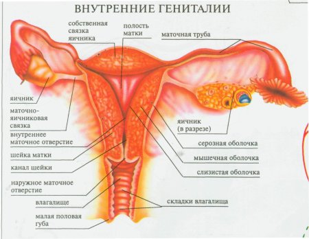 Яичники маточные трубы матка и влагалище
