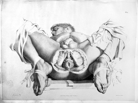 Анатомические рисунки