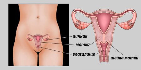 Яичники у женщин расположение