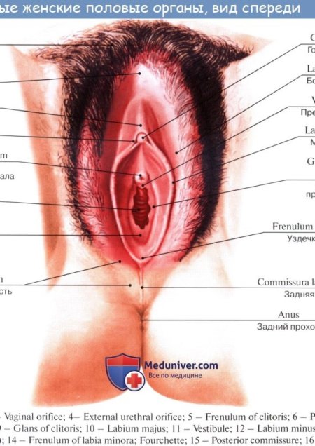 Половой орган женский