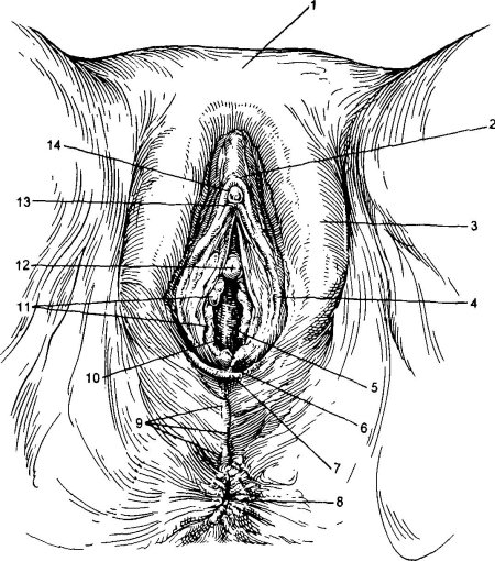 Анатомия женская половая/система промежность