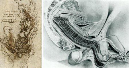 Леонардо да винчи coitus