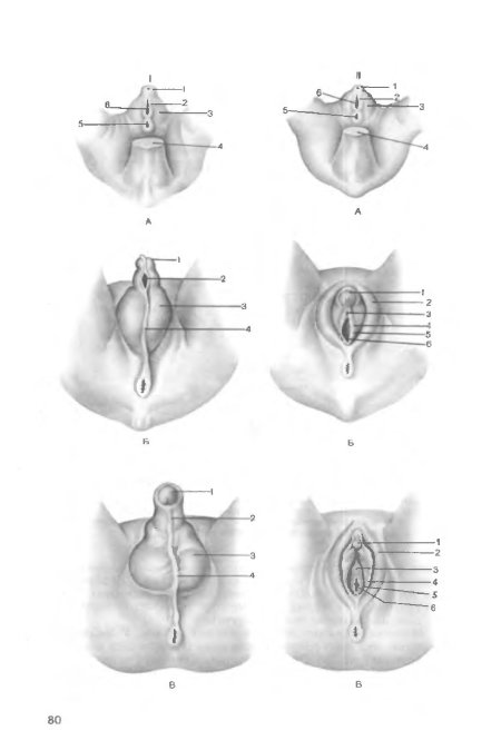 Наружные женские половые органы