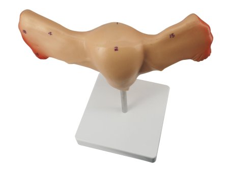 Женские внутренние половые органы