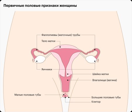 Женская половая орган