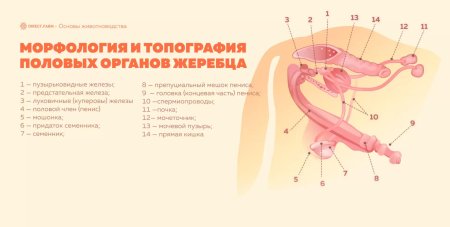 Строение пениса жеребца