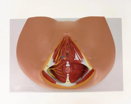 Промежность женская анатомия