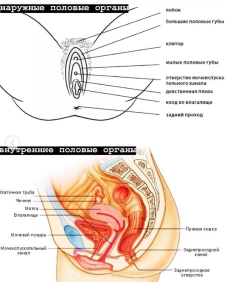 Строение женских половых органов