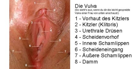 Женская вагина анатомия