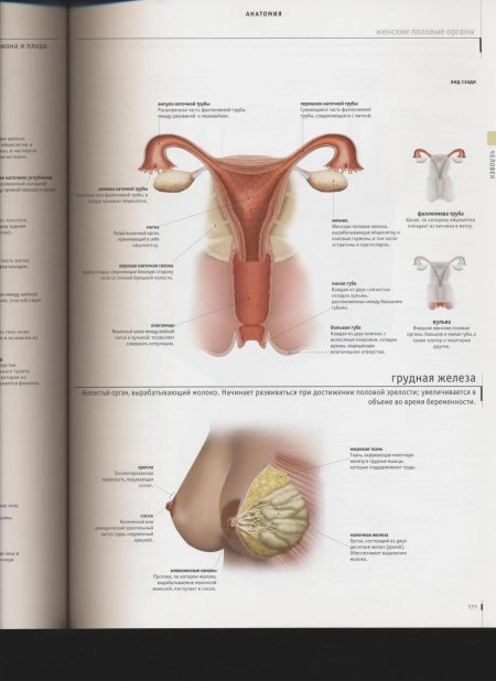 Строение репродуктивной системы