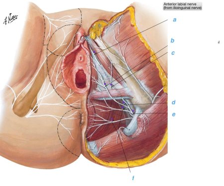 Срамной нерв анатомия у женщин