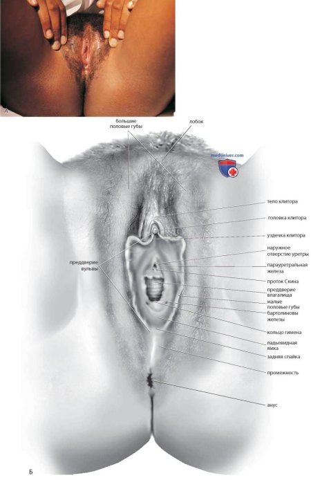 Женская промежность с подписями