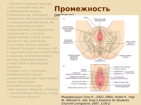 Женские половые органы наружные