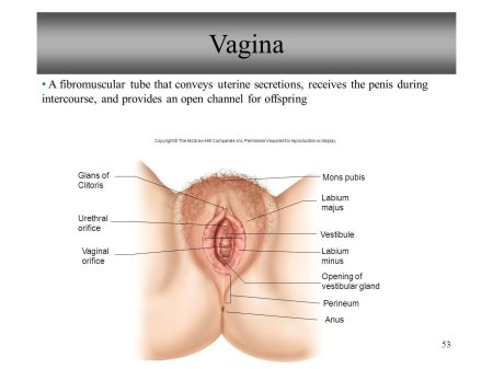 Наружные женские половые органы